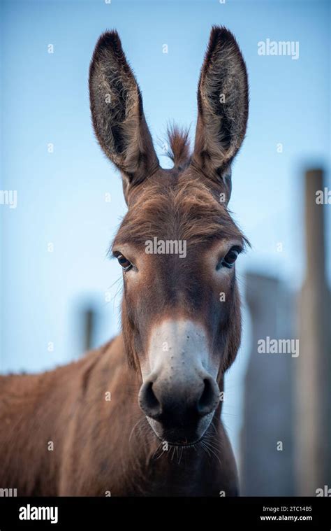 A Mini Donkey With Big Ears Stock Photo Alamy