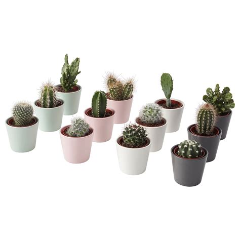 Cactaceae Plant With Pot Cactus Assorted Species Plants Ikea