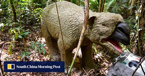 ‘Giant wombat’ fossil discovery in Australia leaves vital clues of life 40,000 years ago | South ...