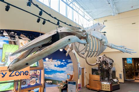 Humpback Whale Skull