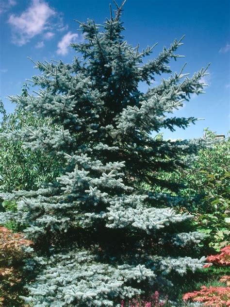 Branching Out A Guide To Conifers Conifers Garden Landscape Trees Conifers