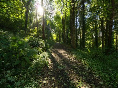 Glenarm Forest By Jonas Andersson