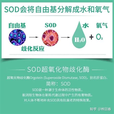 有了解超氧化物歧化酶（sod）吗？ 知乎