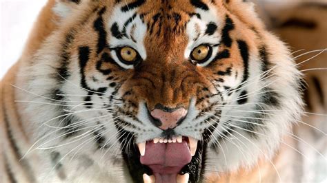 Tiger Face Wallpapers - Wallpaper Cave