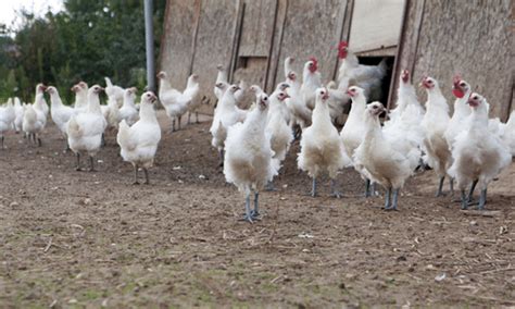 La Poule Bresse Gauloise Fiche Dinformation Les Poules Des Villes Et