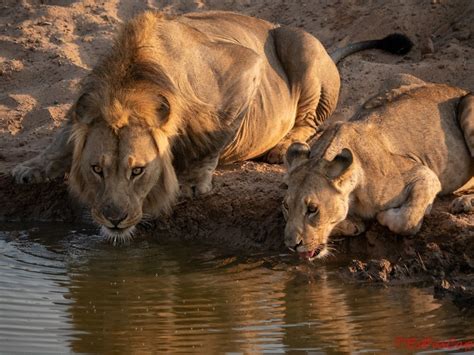 Alen On Le Voyage Extraordinaire D Une Famille En Afrique Et En Camion