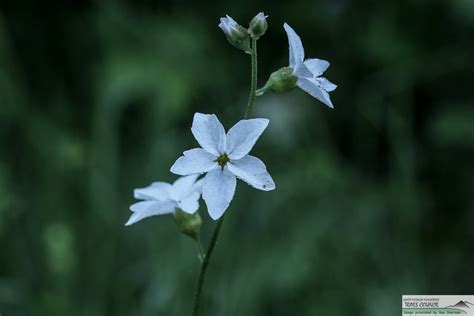 Plant of the Month - Woodland Star