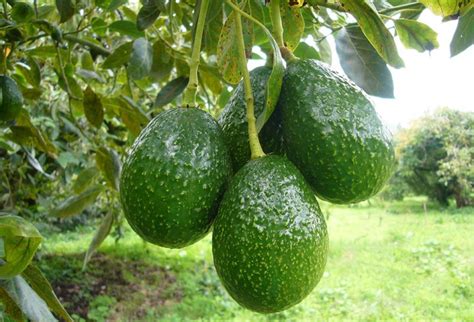 Pasos Para Plantar Un Rbol De Palta En El Hogar Primera Edici N