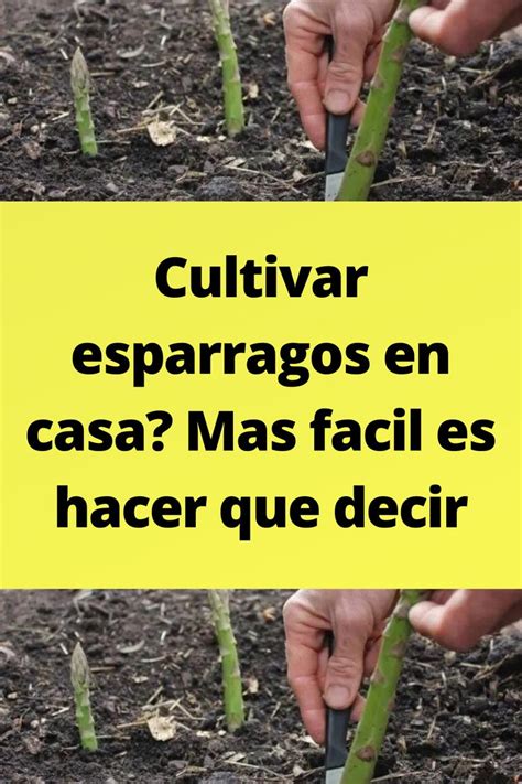 Cultivar Esparragos En Casa Mas Facil Es Hacer Que Decir Garden Plants