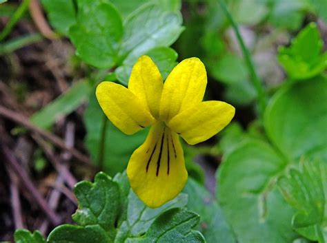 Viola Biflora Violaceae Image 89032 At PhytoImages Siu Edu