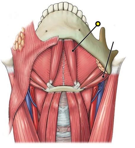 Muscles Of The Anterior Neck And Throat Swallowing Flashcards Quizlet