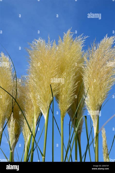 Cortaderia Selloana Sunningdale Silber Fotos Und Bildmaterial In