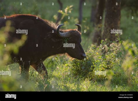 Buffle De Forêt Africaine Banque De Photographies Et Dimages à Haute