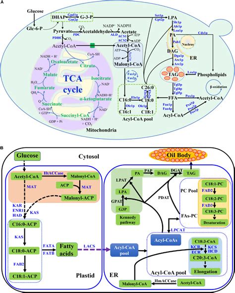 Advances In Metabolic Engineering Of Saccharomyces Cerevisiae For Cocoa