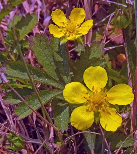 Creeping Cinquefoil, identify and control this lawn weed