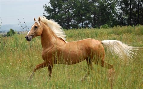 Palomino Horse Facts with Pictures | HorseBreedsPictures.com