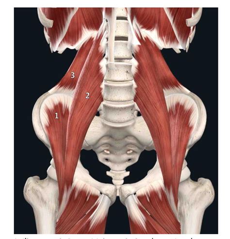 Muscles Of The Posterior Wall Of The Abdomen Diagram Quizlet