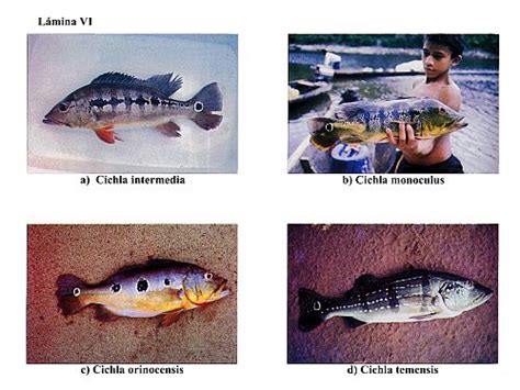 Serie Peces De Venezuela Ciclidos