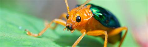 Bombardier Beetle Anatomy