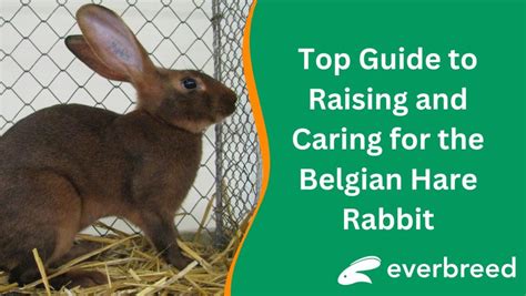 Comprehensive Guide To Harlequin Rabbits Everbreed