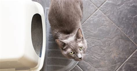 Tips to Promote Your Cat’s Urinary Health