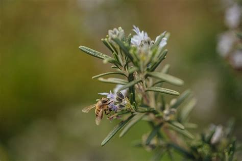 Free picture: pollen, nectar, bee, honeybee, pollination, blur ...