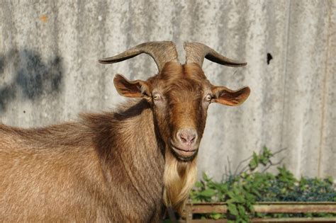 Goat Domestic Livestock Farm Free Photo On Pixabay Pixabay