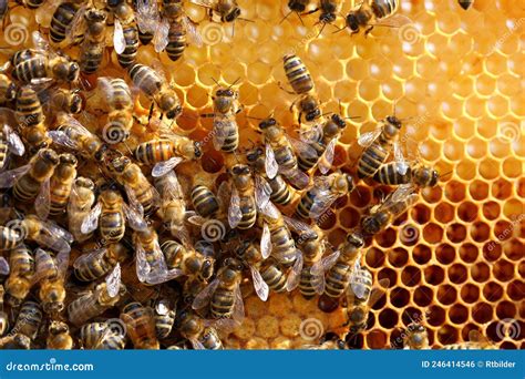 Muchas Abejas Mel Feras En Una Colmena De Abejas Foto De Archivo