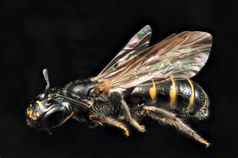 Clues To Bee Health Found In Their Gut Microbiome Newsyork