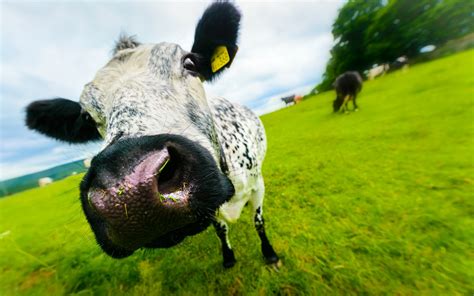 Download Animal Cow Hd Wallpaper