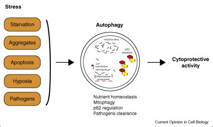 Cytoprotective Effect Of Autophagy In Stress Conditions Autophagy