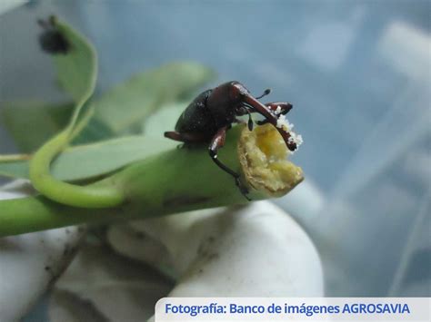 Métodos de monitoreo aplicados al manejo y vigilancia fitosanitaria del