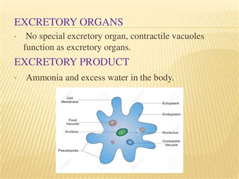 Excretion In Animals