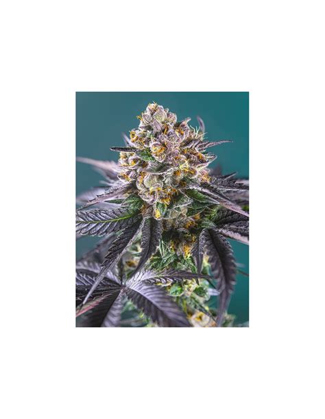 Red Strawberry Banana Auto Sweet Seeds