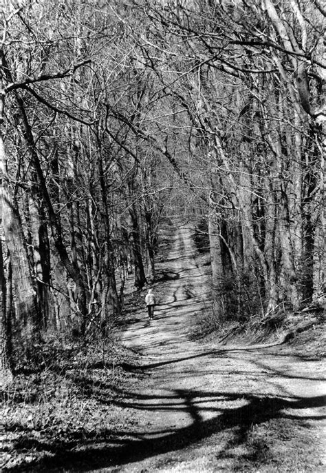 The Wooded Path Free Photo Download | FreeImages