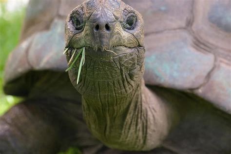 tortoise / funny posts, pictures and gifs on JoyReactor