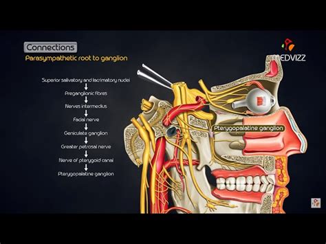 Ganglion Pterygopalatinum