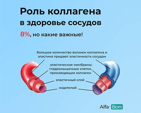 Anti-Age комплекс купить: AntiAGE-Biom и Collagen-Biom