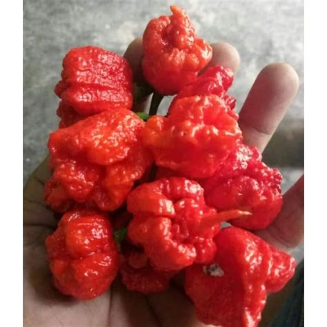 Jual Buah Cabai Terpedas Carolina Reaper 1 Buah Shopee Indonesia