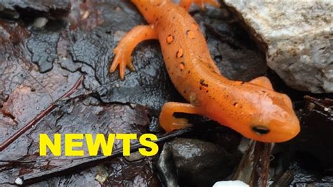 She Turned Me Into A Newt All The Newts From Our Hike Newts On The