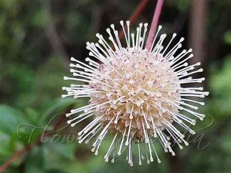 Adina rubella - Chinese Buttonbush