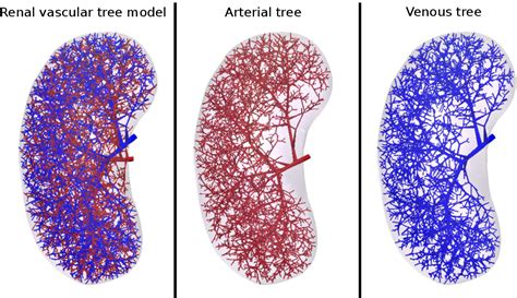 Figure 2 From Automatic Construction Of Vascular Arteriovenous Tree