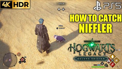 How To Catch Niffler HOGWARTS LEGACY Niffler Location Niffler