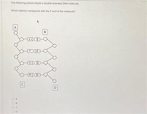 Solved The Following Picture Shows A Double Stranded DNA Chegg