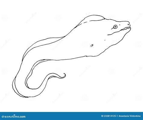 Sketch Of A Moray Eel Hand Drawn Sketch Style Sea Animal Moray Eel