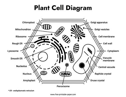 Plant Cell Diagram Free Printable Paper