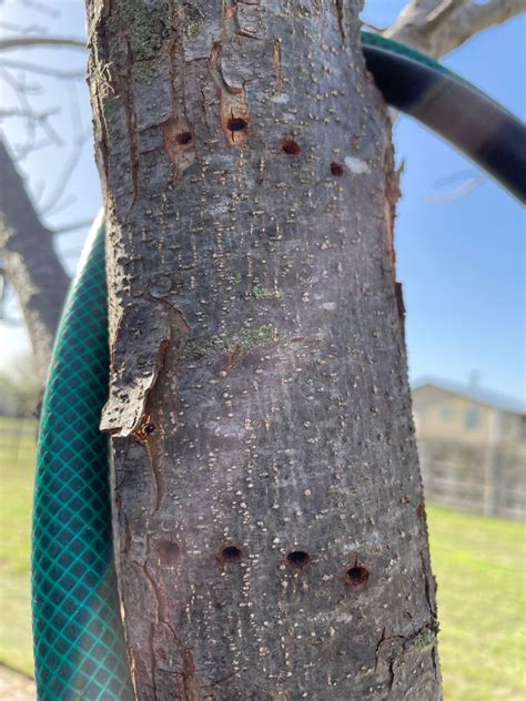 Borers In Shade Trees Backbone Valley Nursery