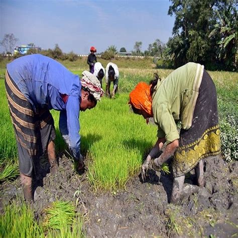 India S Summer Crops Sowing Marginally Lower At Lakh Hectare Gap