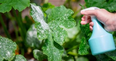 Insecticida casero para plagas la mejor solución para tus plantas