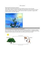 BIOLOGYbiology Photosynthesis Docx Photosynthesis What Happened